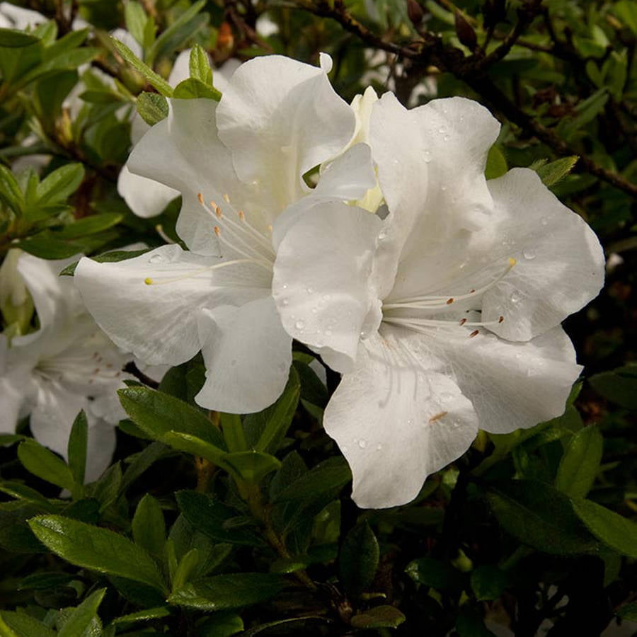 Encore Azalea Autumn Ivory (2 Gallon) White Flowering Shrub - Full Sun Live Outdoor Plant