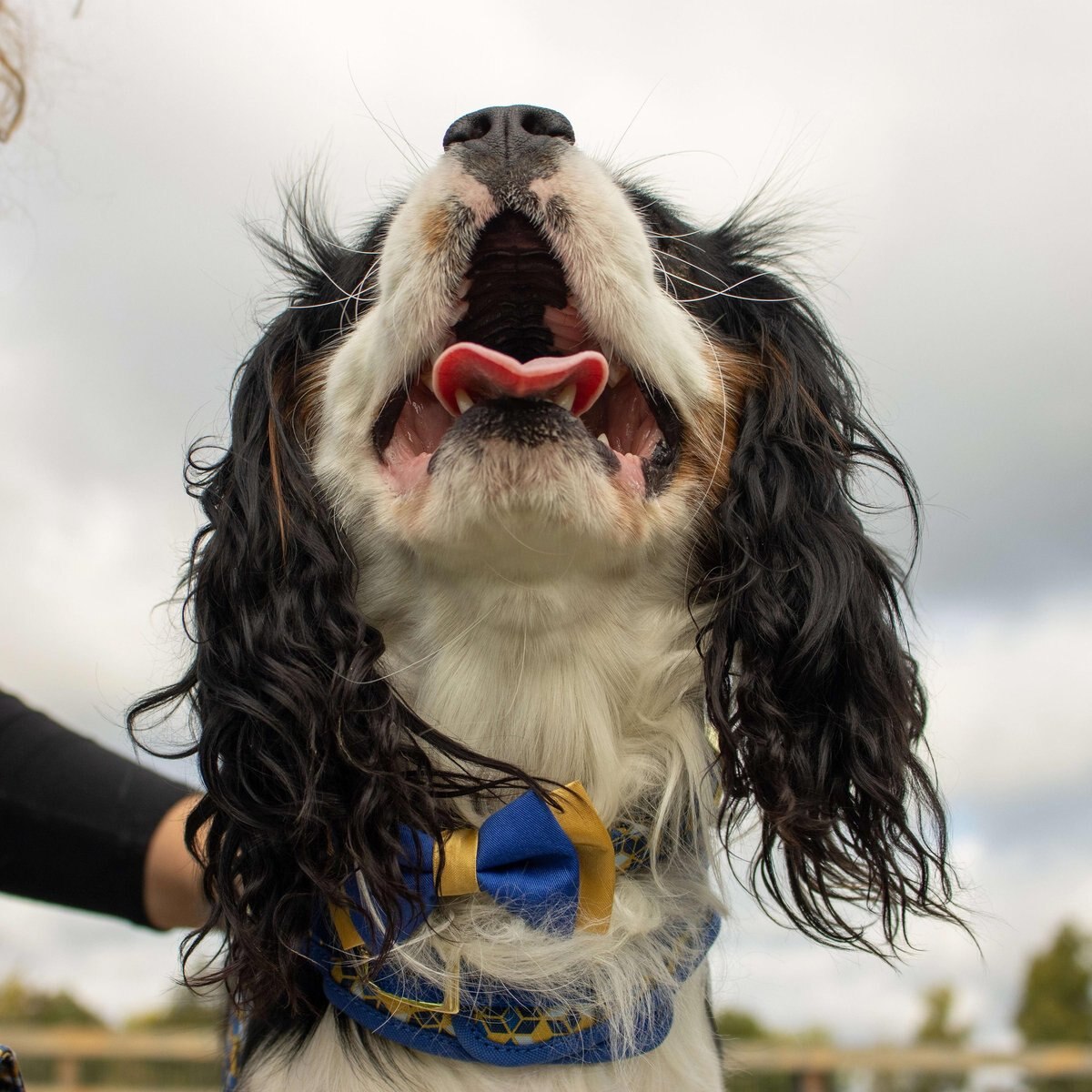 Accent Fashion Metallic Adjustable Dog Collar