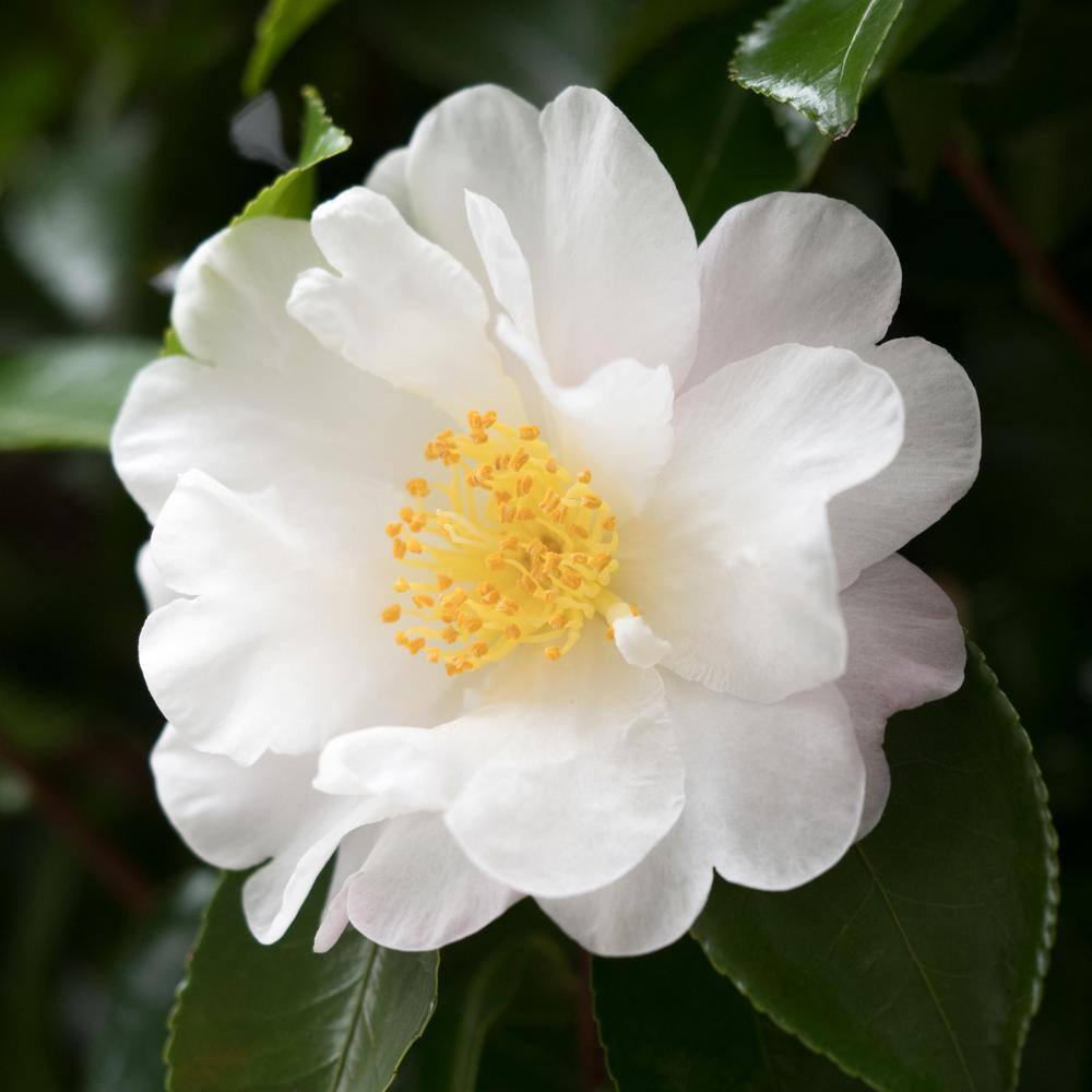 national PLANT NETWORK 3 gal. Camellia Mine No Yuki Shrub with White Flowers HD1656