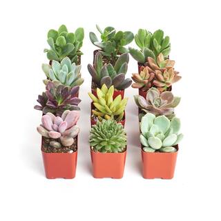 Shop Succulents 2 in. Unique Succulent (Collection of 12) U12