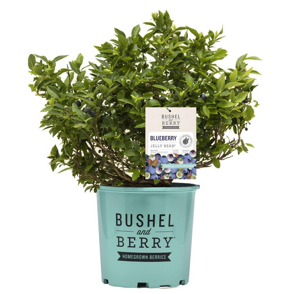 BUSHEL AND BERRY 2 Gal. Bushel and Berry Jelly Bean Blueberry Live Plant 19574