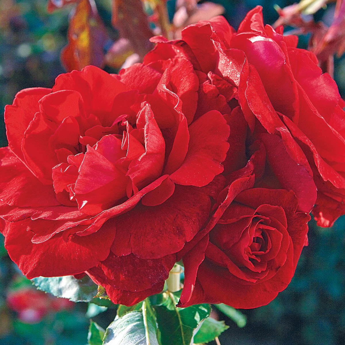 Don Juan Dormant Bare Root Climbing Rose， Includes one dormant plant per order