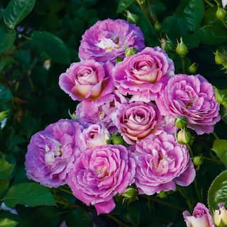 Spring Hill Nurseries Arctic Blue Floribunda Rose Dormant Bare Root Plant with Lavender Color Flowers (1-Pack) 74241