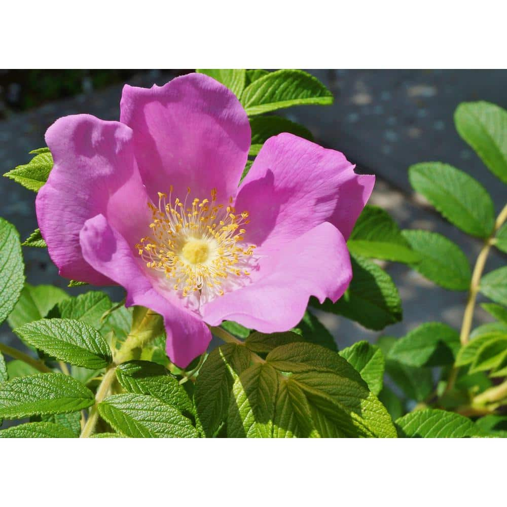 BELL NURSERY 2 Gal. Japanese Rose (Rosa rugosa) Live Shrub with Pink Flowers ROSA2JAPN1PK