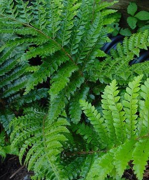 Japanese Tassel Fern