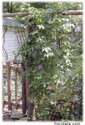 Edible Passion Vine Plant - 4