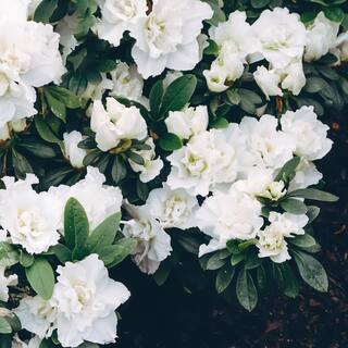 national PLANT NETWORK 2.25 Gal. Azalea Hardy Gardenia Flowering Shrub with White Blooms HD7039