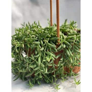 5 in. Senecio Radicans - String of Bananas with White Flowers Succulent Plants in Grower Hanging Pot hj-475