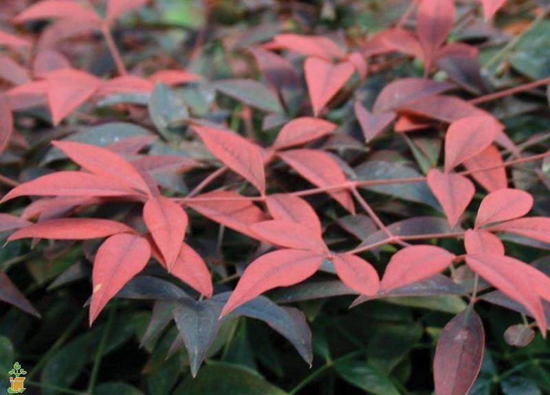 Burning Love 'Leucothoe'