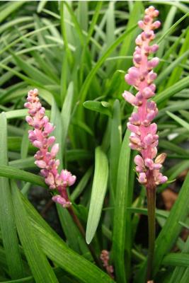 Classy Groundcovers - Liriope muscari 'Samantha'  {50 Bare Root Plants}