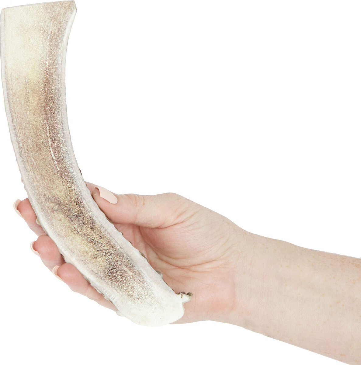 Prairie Dog Split Deer Antler Dog Chew， 7.5 - 8.5 inch