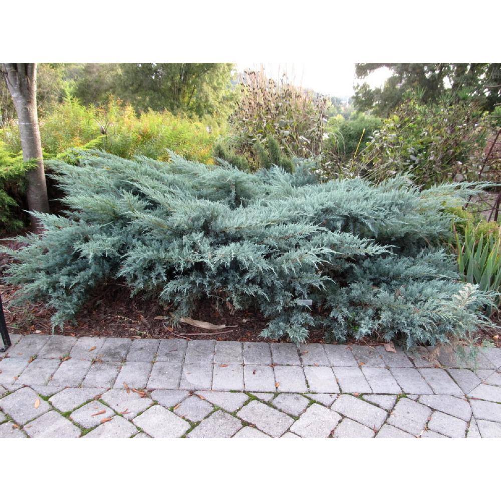 national PLANT NETWORK 2.25 Gal. Gray Owl Juniper Plant HD7483