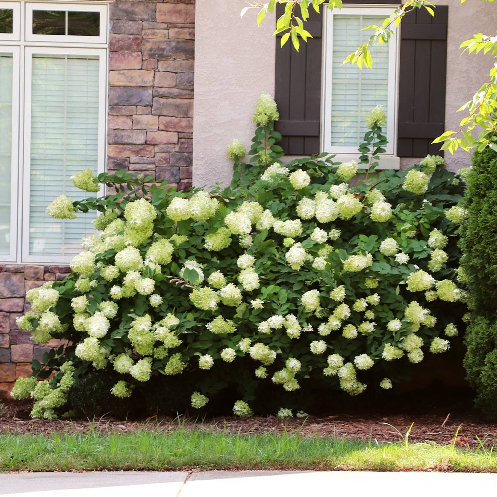 Little Lime® Hydrangea Shrub