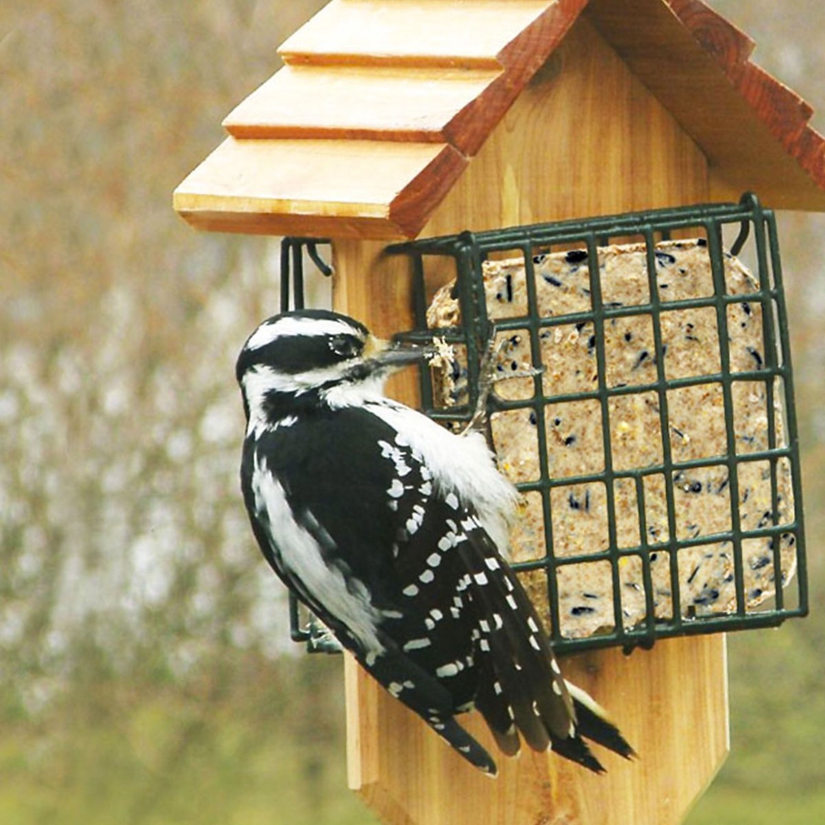 Heath Peanutty Raisin Premium Suet Cake Wild Bird Food