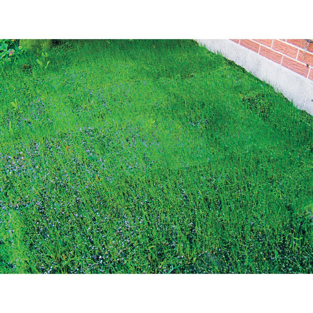 Gardens Alive! 18 in. x 48 in. All-Ways Greener Grass Seed Mixture Lawn Mat 4699