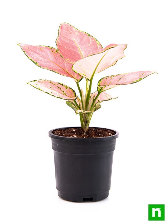 Aglaonema dud anyamanee, Aglaonema anyamanee (Green, Pink) - Plant