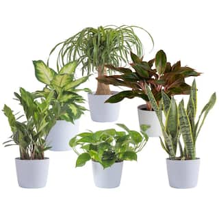 Vigoro 6 in. Sansevieria Pothos ZZ Dieffenbachia Siam and Ponytail Plant in White Decor Planter (6 Pack) M-6FOL-S-APV-06