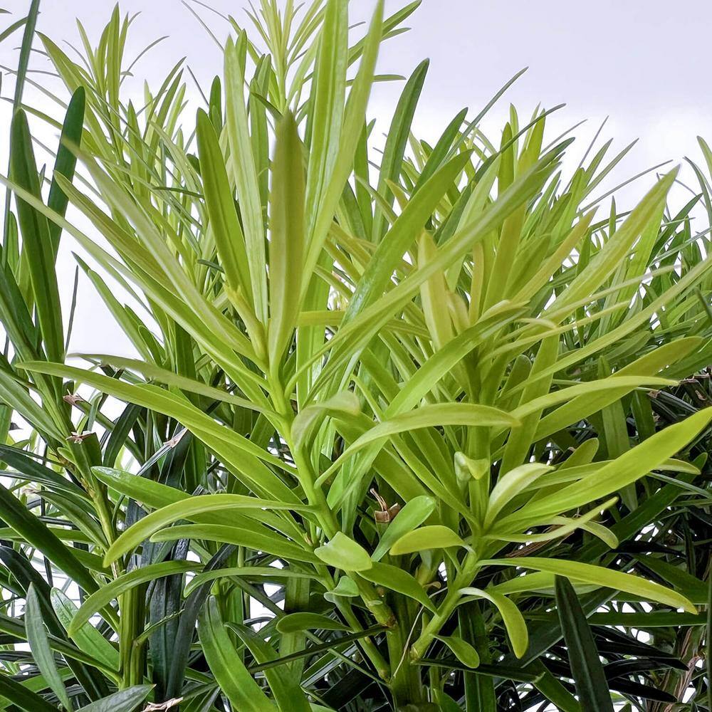 FLOWERWOOD 2.5 gal. Maki Podocarpus Macrophyllus Upright Evergreen Privacy Shrub 48413FL