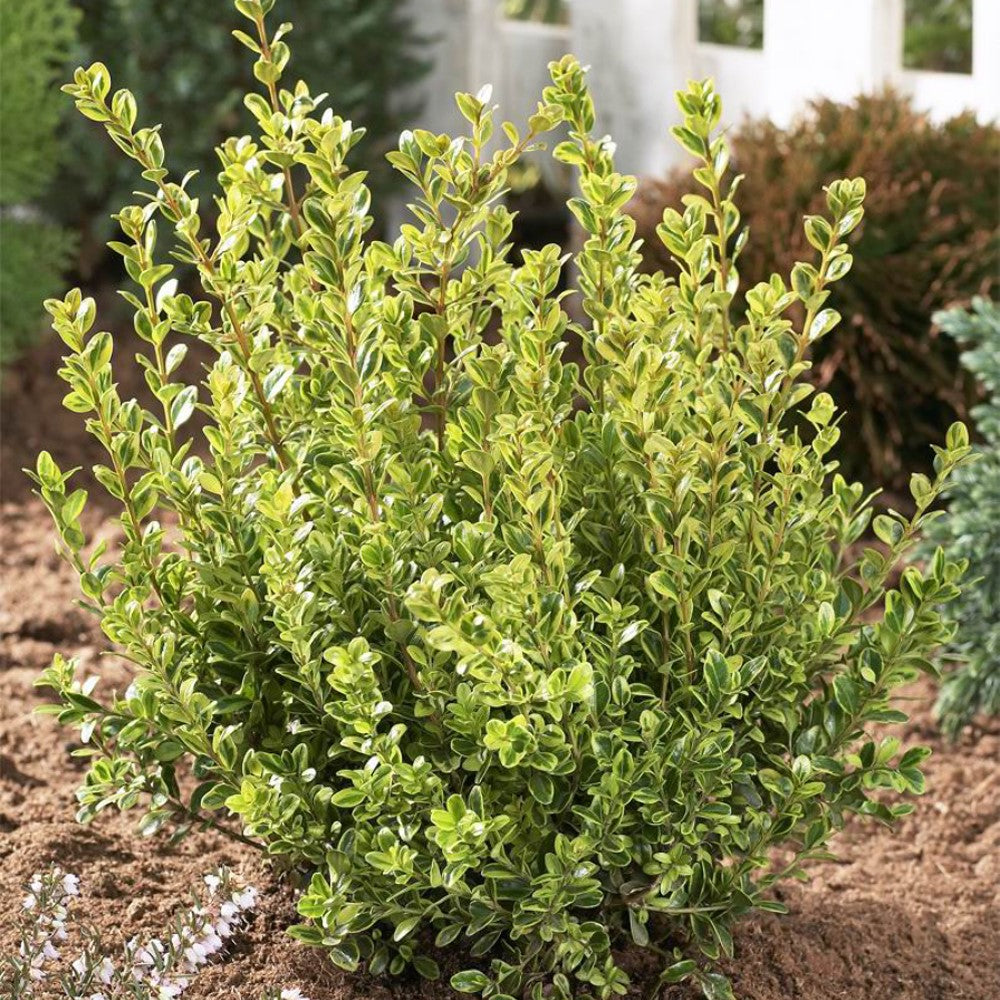 Golden Dream Buxus