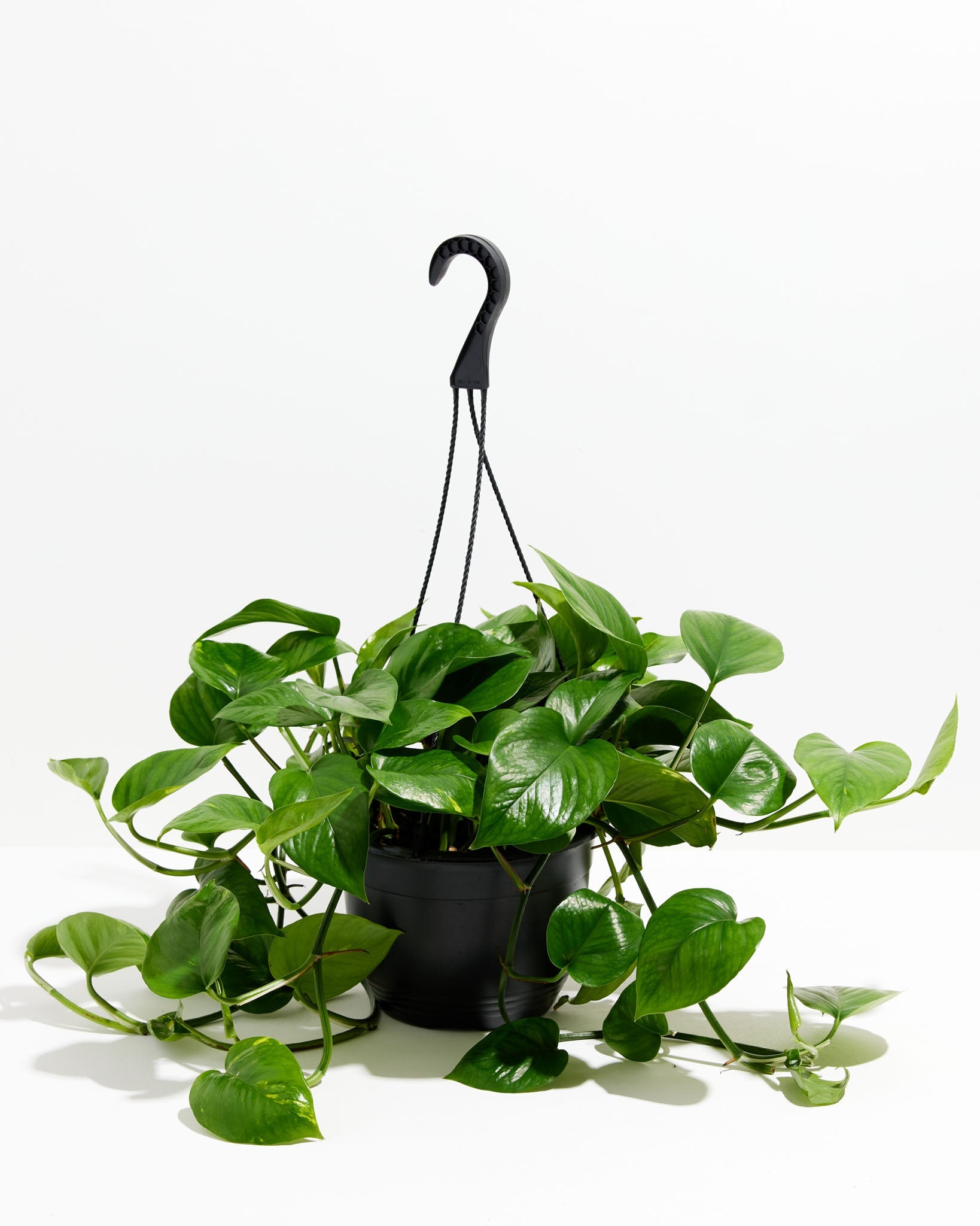 Everyone's Favorite Golden Pothos