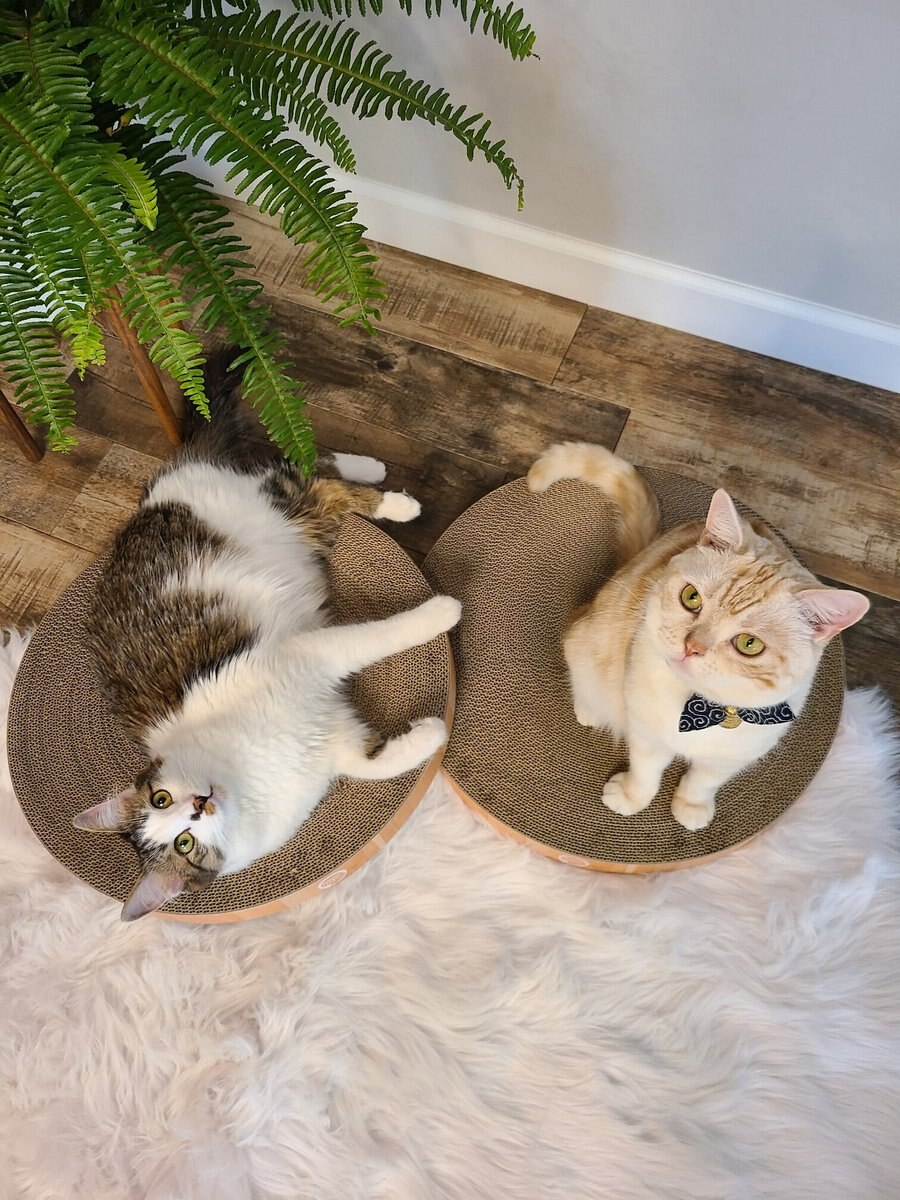 Necoichi Cozy Cat Scratcher Bowl Replacement Pads， 2 count