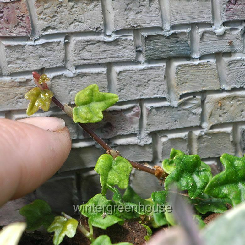 Ficus Pumila， Quercifolia Minima， Tiny Oak Leaf Creeping Fig - Pot Size: 3