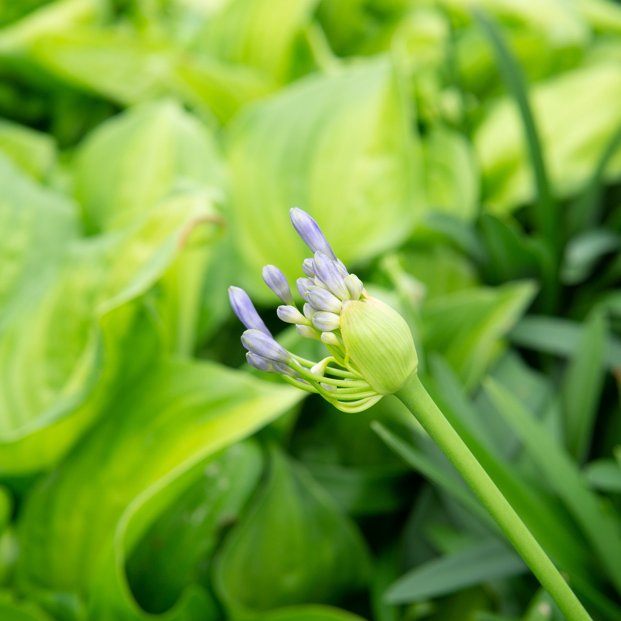 1 Gal. Blue Agapanthus - Lily of the Nile - Evergreen