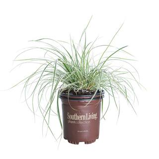 SOUTHERN LIVING 2.5 Qt. Evercolor Everest Carex (Sedge Grass) Live Perennial with White Striped Green Foliage 0728Q