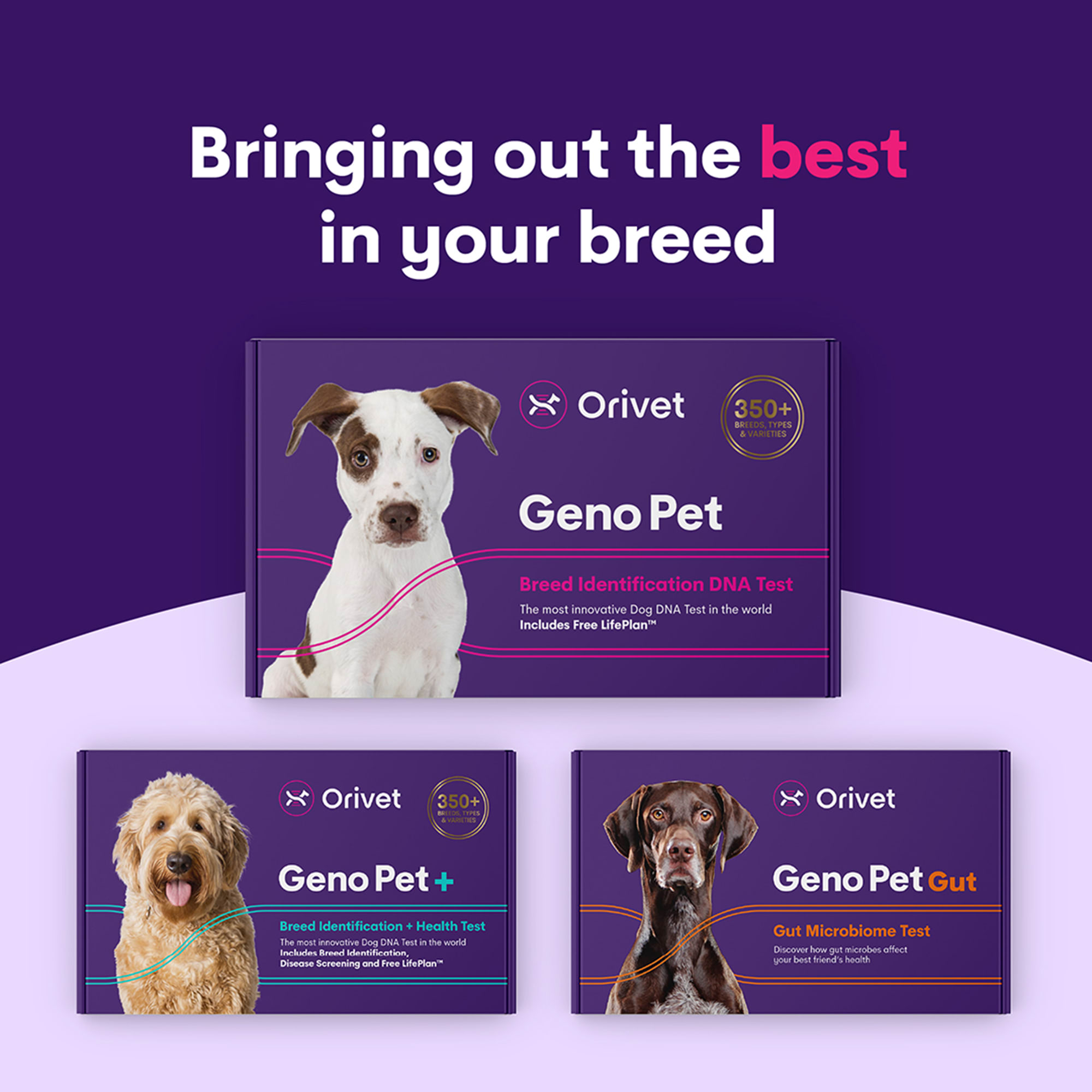 Orivet Geno Pet Dog DNA Breed Identification Test