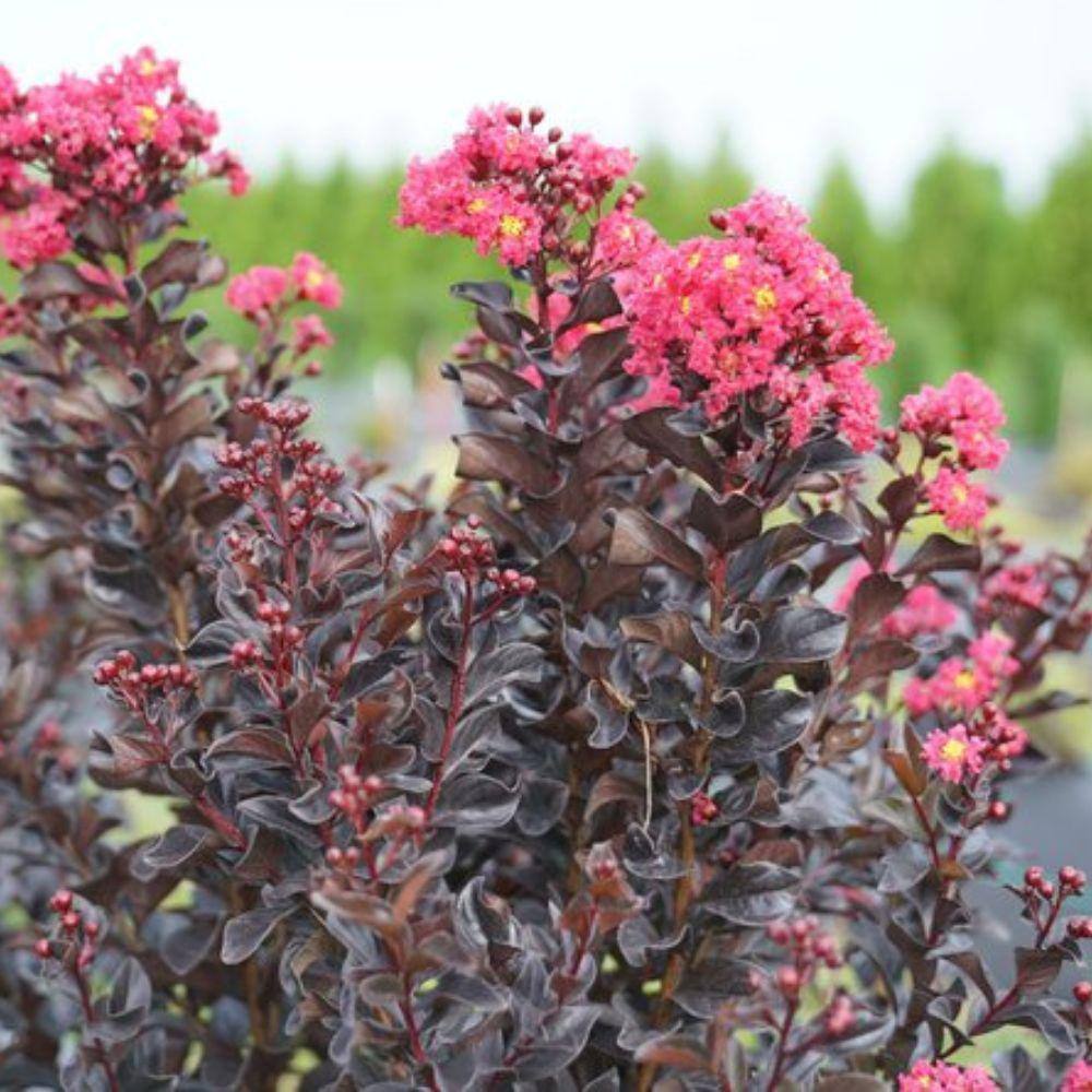 3 Gal. Pink Crape Myrtle Flowering Deciduous Tree with Pink Flowers CRMPWP03G
