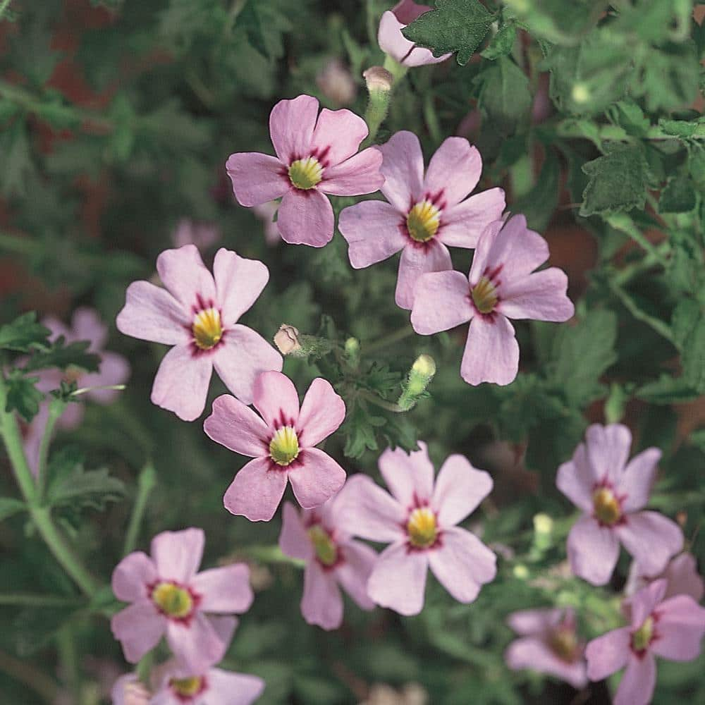 10.75 in. Pink Bacopa Hanging Basket Plant 4573