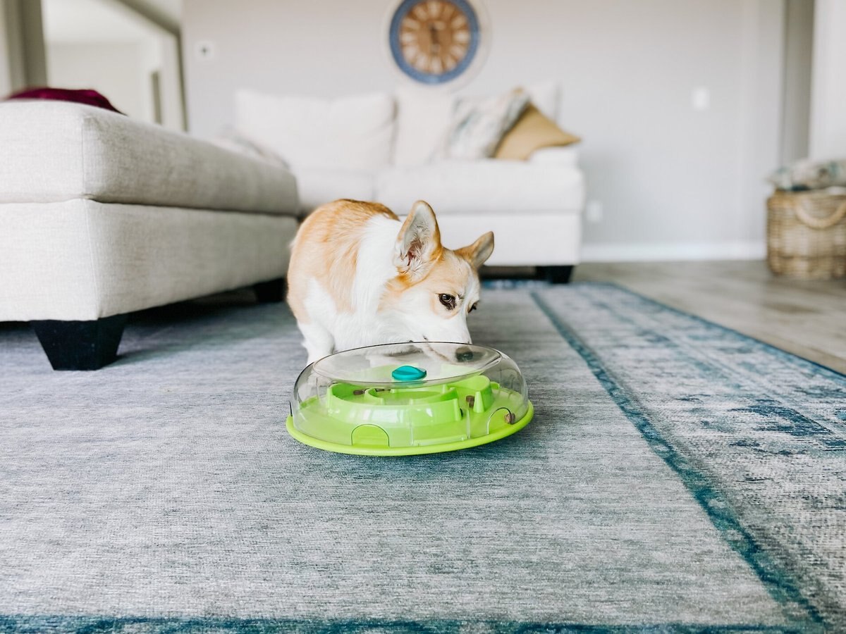 Nina Ottosson by Outward Hound Wobble Plastic Slow Feeder Dog Bowl