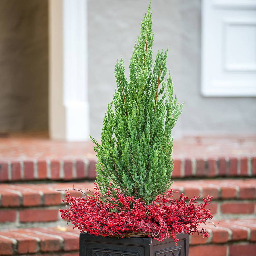 Blue Point Juniper (2.5 Quart) Evergreen Tree with Blue-Green Foliage - Full Sun Live Outdoor Plant