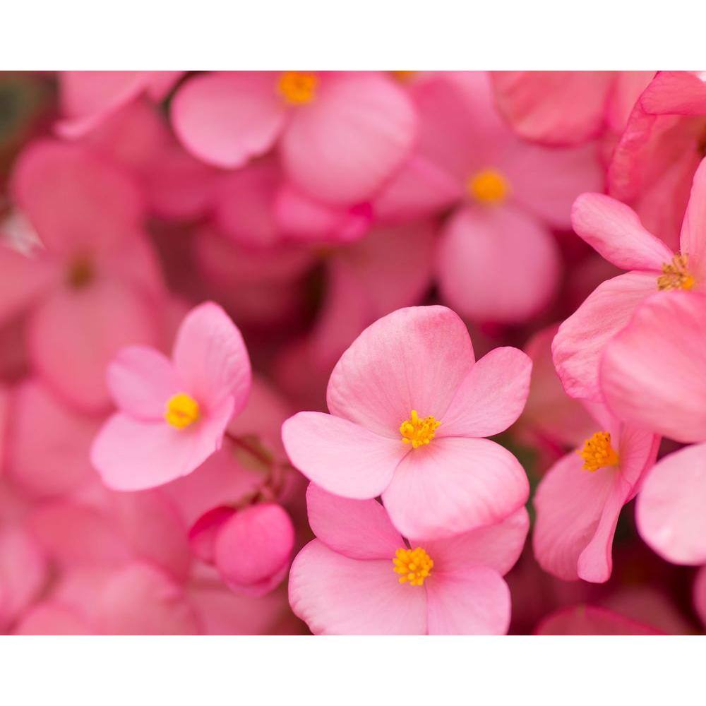 Pure Beauty Farms 2.5 qt. Big Begonia Plant Green Leaf Pink Flower in Grower's Pot (2-Pack) DC1GBIGBEGGLP2