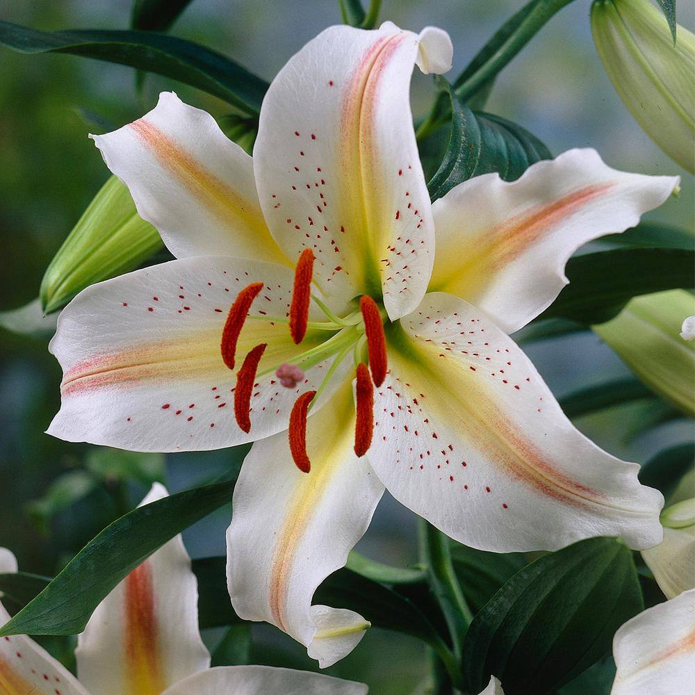 VAN ZYVERDEN Lilies Garden Party (Set of 7 Bulbs) 83680