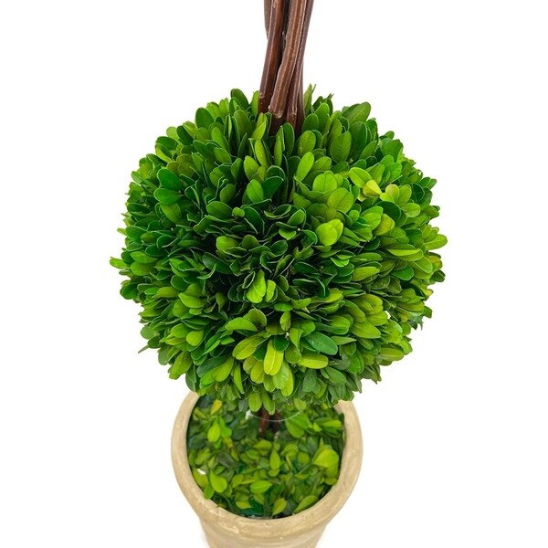 Modern Home Real Preserved Boxwood Double Ball Topiary