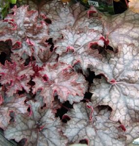 Heuchera Blackout