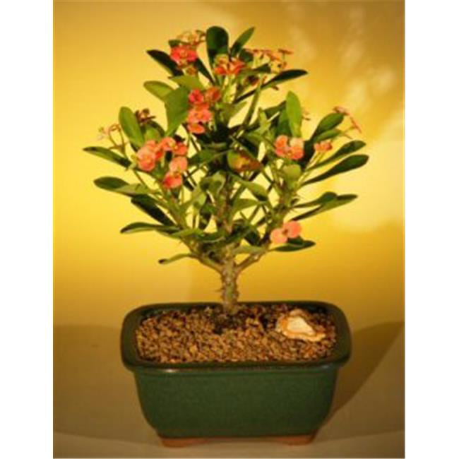 Flowering Crown of Thorns Bonsai Tree - Euphorbia Miliiand#44; Red and Salmon