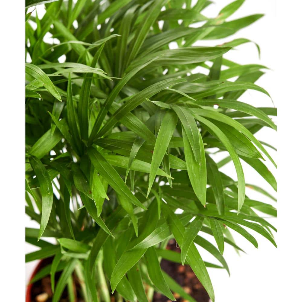 Shop Succulents Neanthe 'Bella Palm' in 4 in. Grow Pot， Live Indoor/Outdoor Air Houseplant and Office Decor Low Light 1-BELLAPALM-4