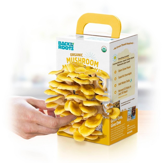 Back To The Roots Organic Mushroom Mini Grow Kit Golden Oyster