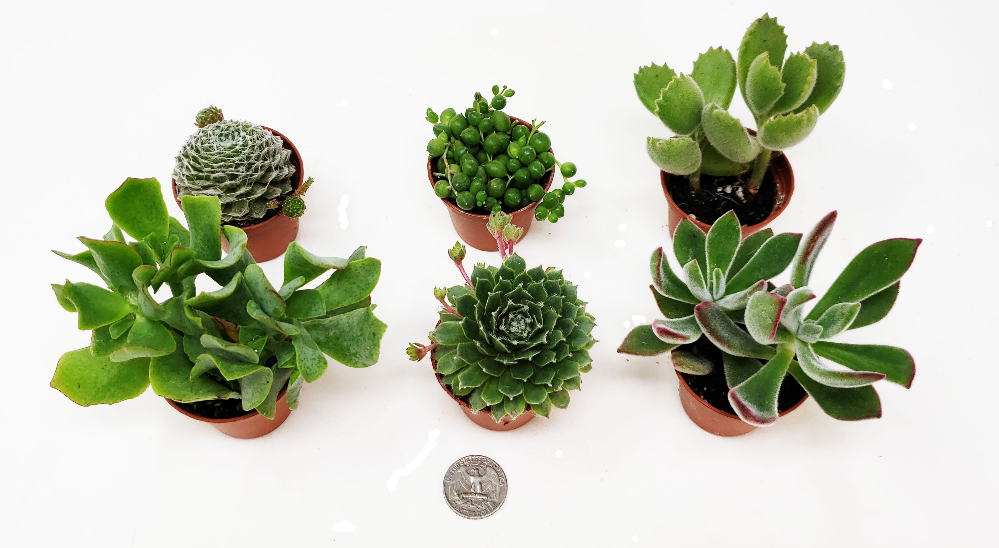 9GreenBox 6-Pack Succulents - Choose from 10 Types of Real and Hand-Picked Succulent Plants in Mini Pots - Home and Office Desks， Shelves， Windowsill Decor - Great Wedding， Birthday， Christmas Gift