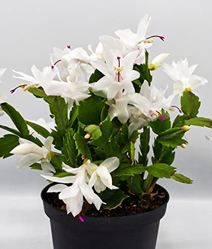 White Christmas Cactus Plant In 6 Inch Pot Zygocactus Holiday Seasons