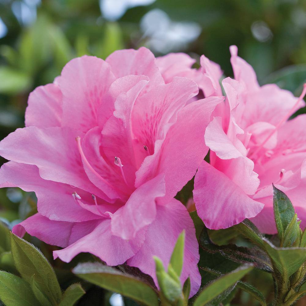ENCORE AZALEA 3 Gal. Autumn Carnation Reblooming Azalea Shrub with Pink Flowers 80393