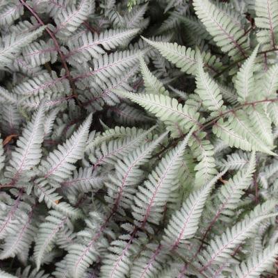 Classy Groundcovers - Japanese Painted Fern Japanese Red Fern， Red Painted Fern {25 Pots - 3 1/2 inch Square}