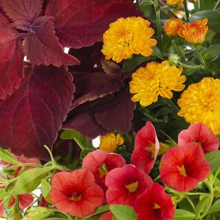 METROLINA GREENHOUSES 2.5 Gal Drop N Decorate Calibrachoa Coleus Lysimachia and Mum Combo (1-Pack) 5218