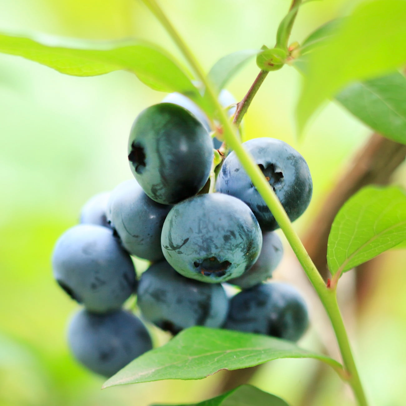 3 Gal. Premier Blueberry - Heavy Producer of Big Tasty Blueberries