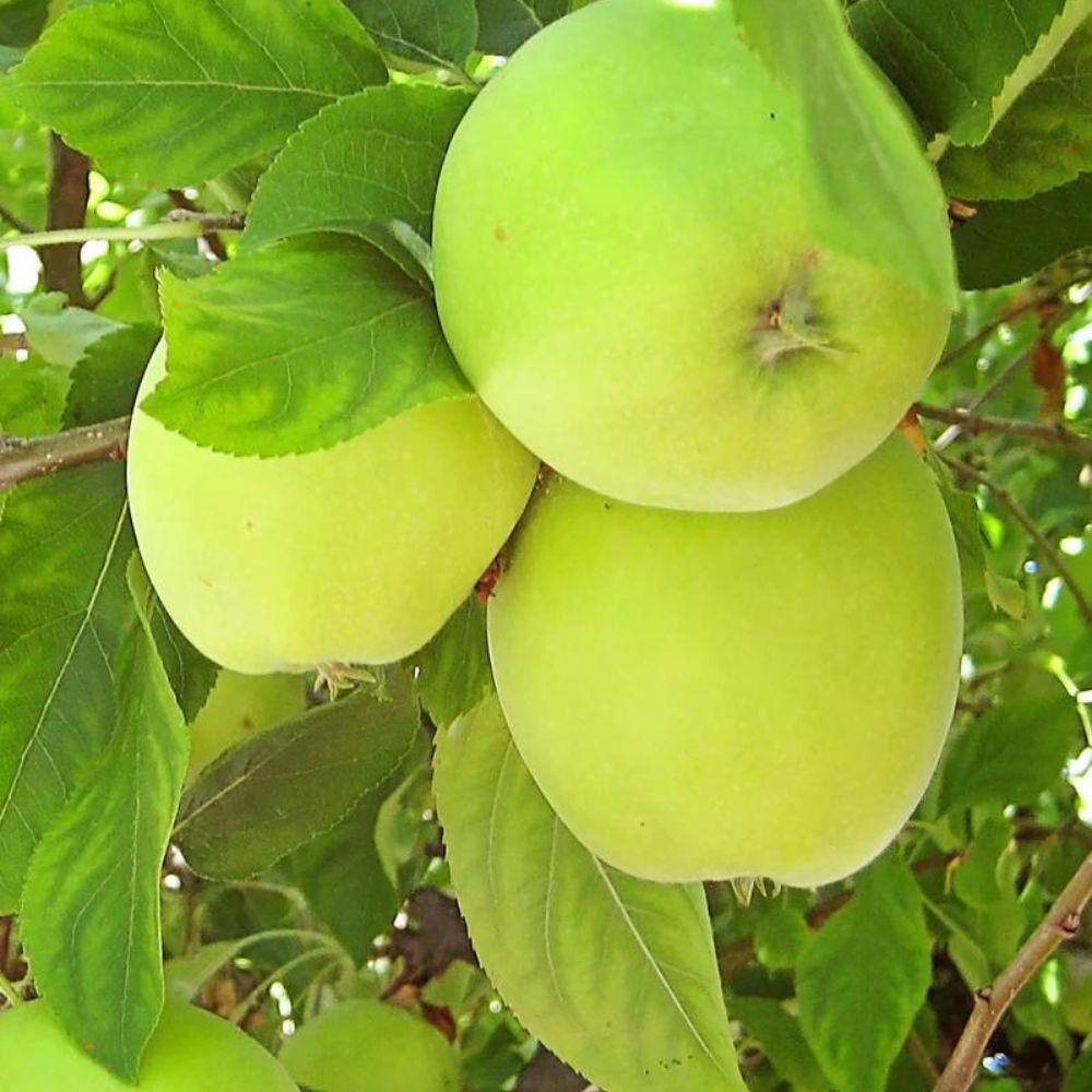 5 Gal. Granny Smith Apple Tree APPGRA05G