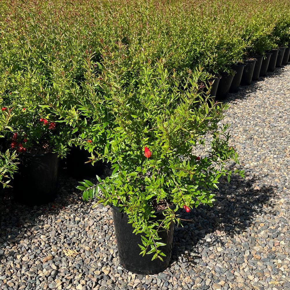 Alder  Oak #5 Container Sweet Pomegranate Deciduous Tree PUSW05