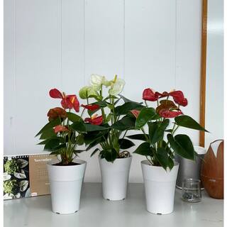 EVERBLOOM GROWERS INC. 5 in. Anthurium Assorted Plant 5ANTASS