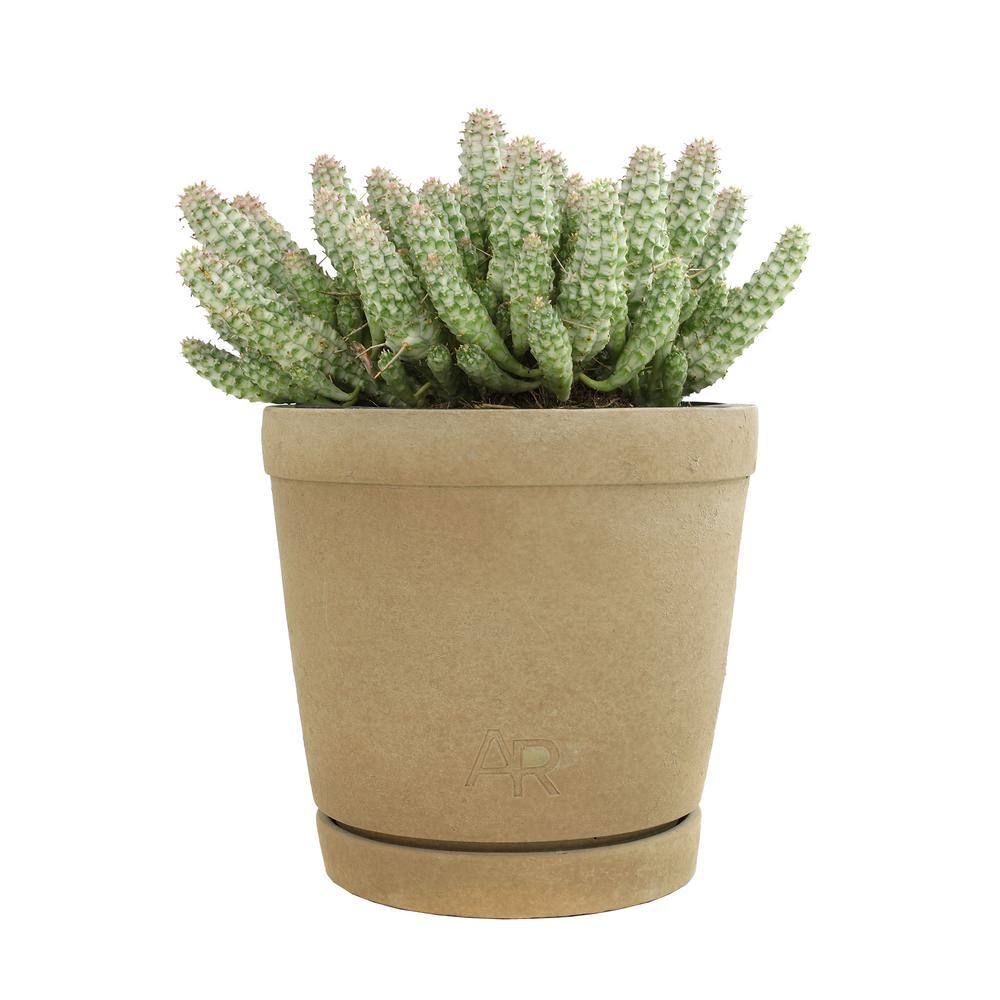 ALTMAN PLANTS Altman Reserve 6 in. Corn Cob Succulent (Euphorbia Mammillaris Variegata) in Cement Pot 0872979